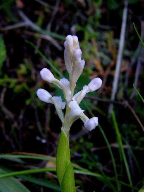 Passeggiate orchidologiche 2013